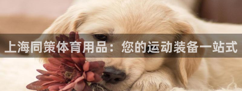欧陆娱乐总代：上海同策体育用品：您的运动装备一站式
